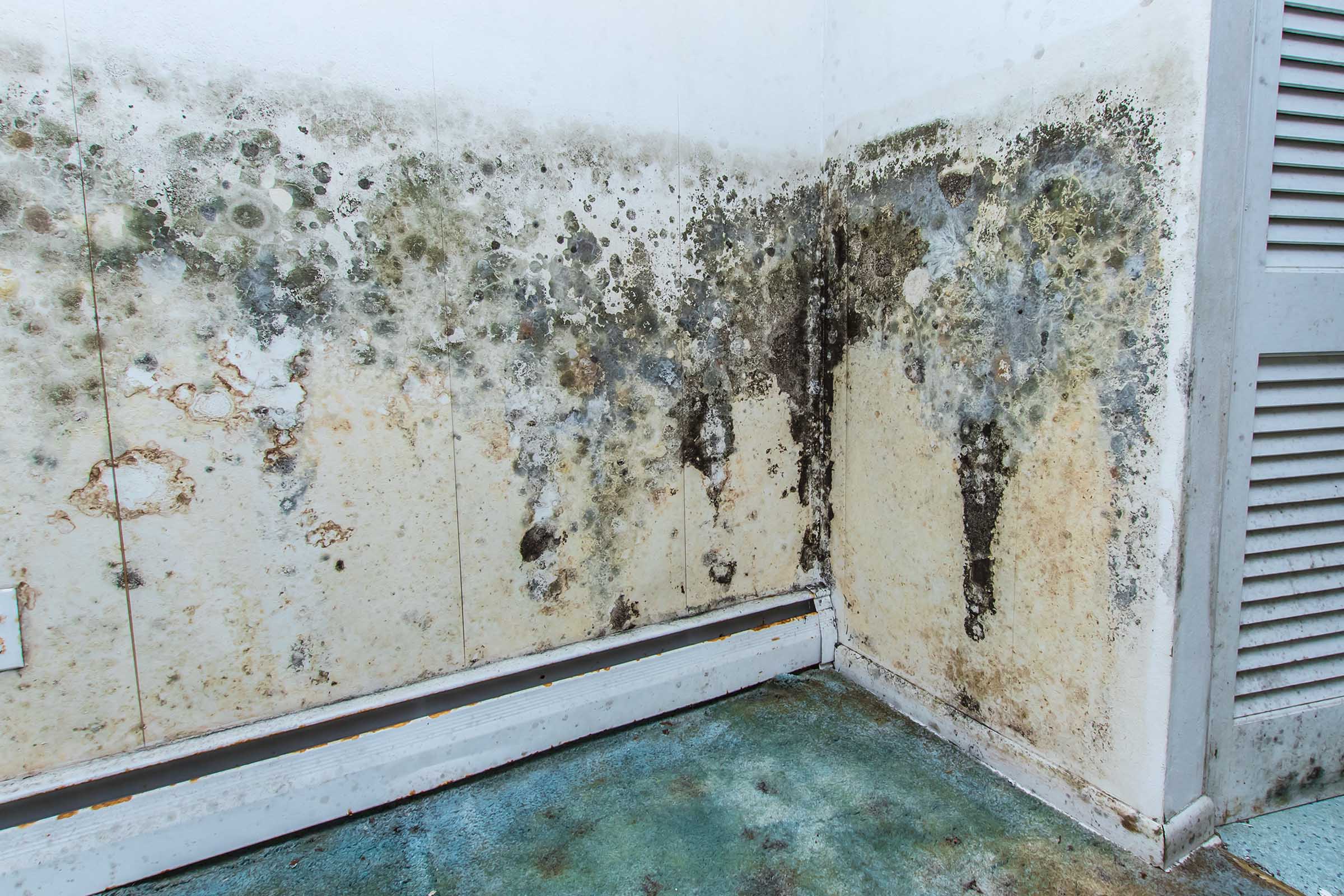 Mould Removal Diamond Creek Upper